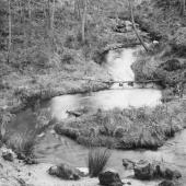 La Vignole, lapas roulés 16 janvier 1896